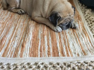 Pug sleeping