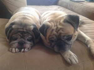 Pugs